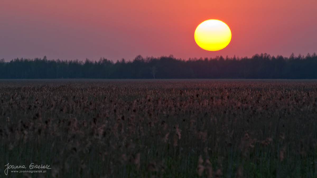 065_Biebrza - kwiecien 2012.jpg